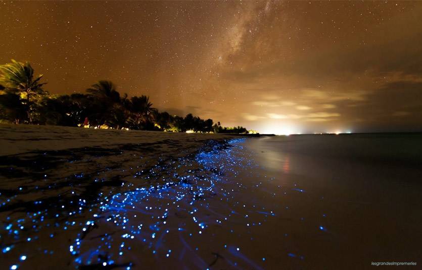 bioluminescene