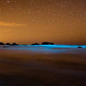 bioluminescene